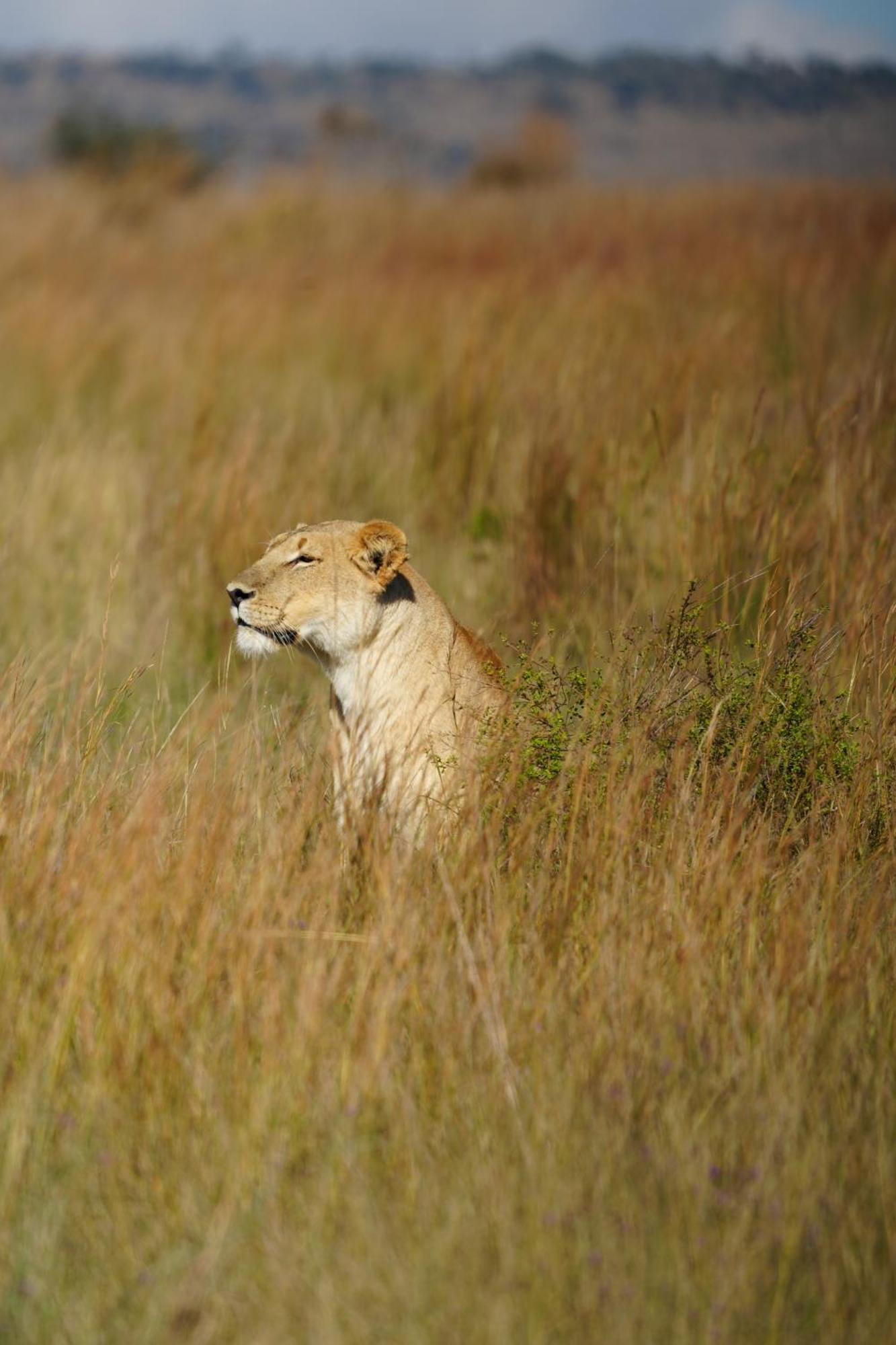 Shibula Safari Lodge Велгефонден Гейм Ризърв Екстериор снимка
