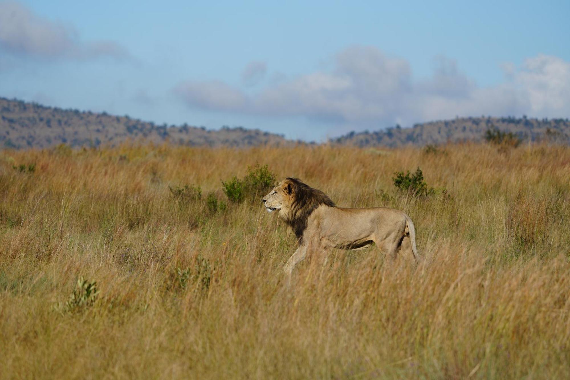 Shibula Safari Lodge Велгефонден Гейм Ризърв Екстериор снимка